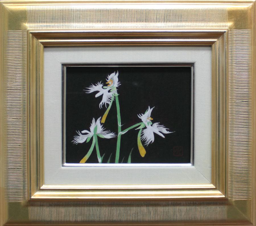 鷺草(サギソウ)